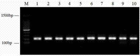 DPO primer sequences for salmonella detection by using DPO-PCR method, and detection kit thereof
