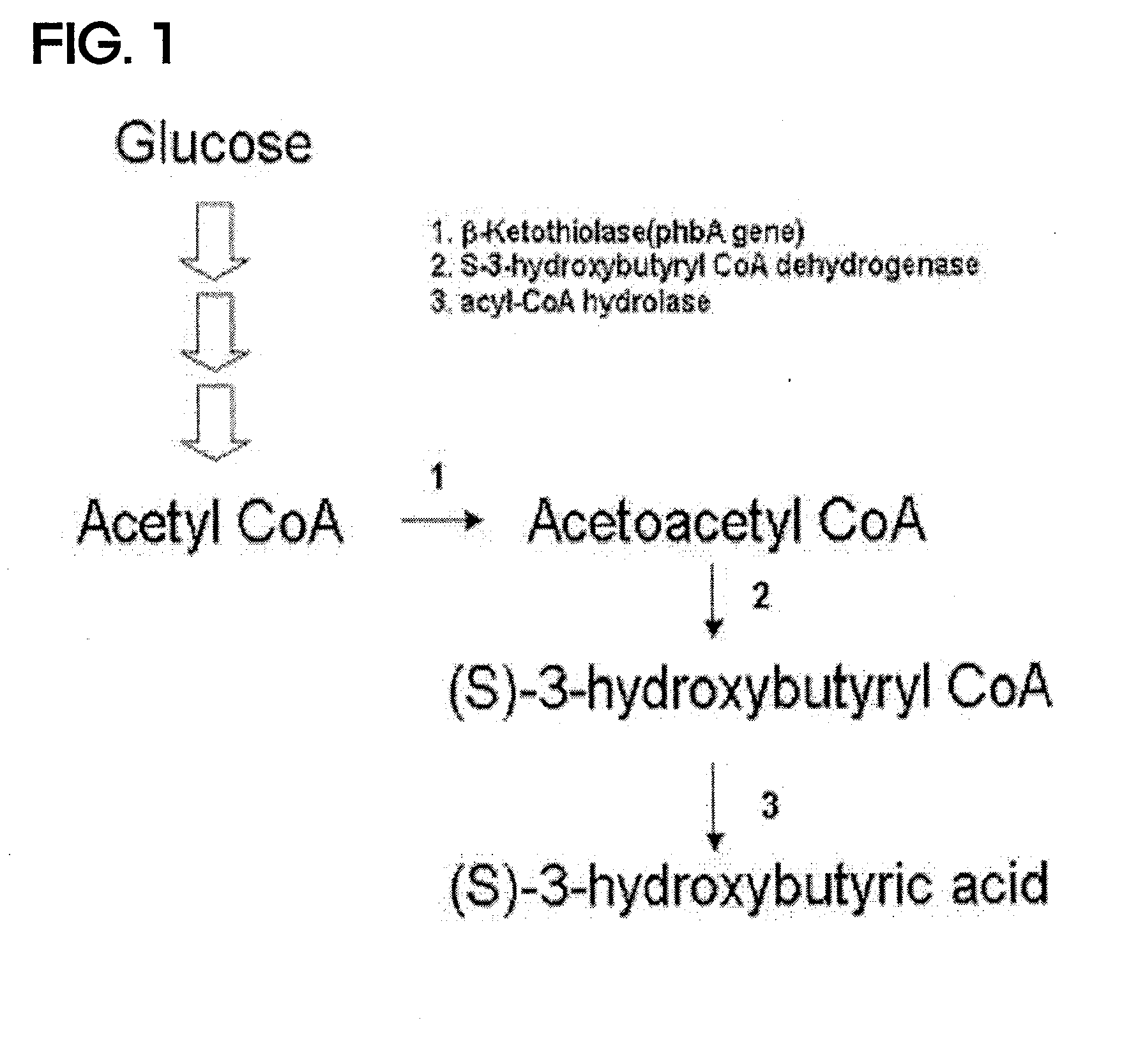 Preparing method for (s)-3hydroxybutyric acid and (s)-3 hydroxybutyrate ester using recombinant microorganism