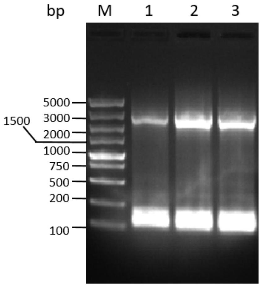 Rhodosporidium toruloides recombinant expression strain with high yield of ergothioneine and construction method and application of rhodosporidium toruloides recombinant expression strain