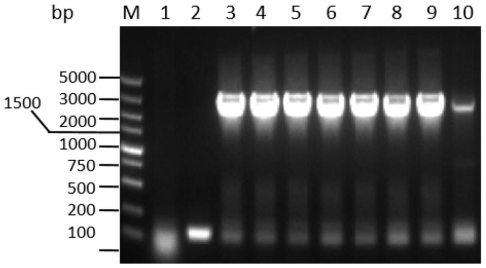 Rhodosporidium toruloides recombinant expression strain with high yield of ergothioneine and construction method and application of rhodosporidium toruloides recombinant expression strain