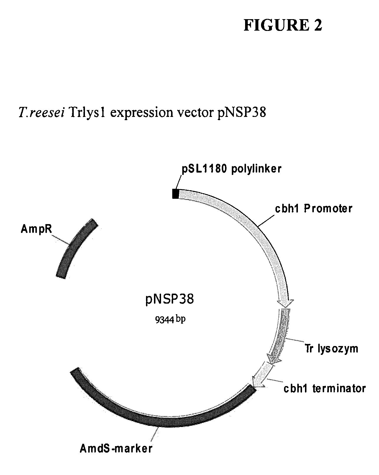 Enzyme With Microbial Lysis Activity From Trichoderma Reesei