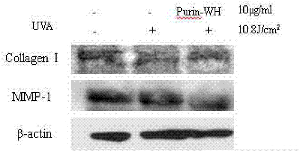 Ultra-short peptide Purin-WH for boosting skin repairing as well as preparation method and application thereof