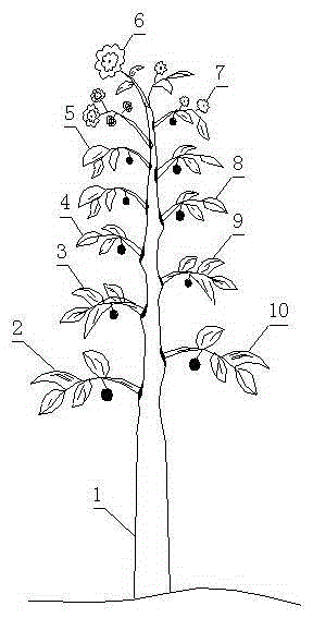 Multi-line crossing multi-fruit variety scenery tree and grafting method thereof