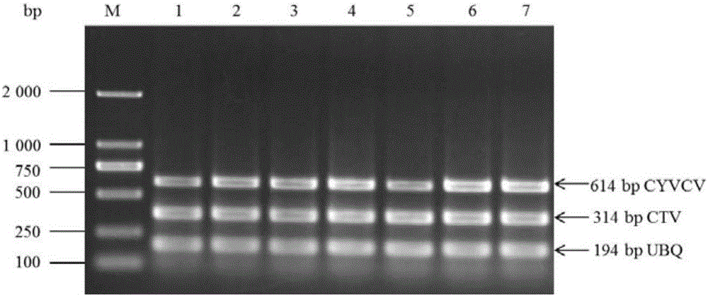 Multi-RT-PCR (reverse transcription-polymerase chain reaction) method for simultaneously detecting citrus yellow vein clearing viruses and citrus tristeza viruses and application of multi-RT-PCR method