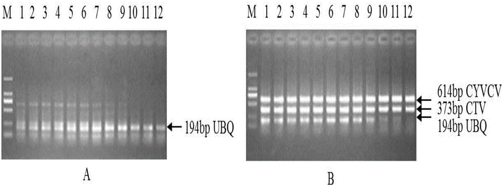 Multi-RT-PCR (reverse transcription-polymerase chain reaction) method for simultaneously detecting citrus yellow vein clearing viruses and citrus tristeza viruses and application of multi-RT-PCR method