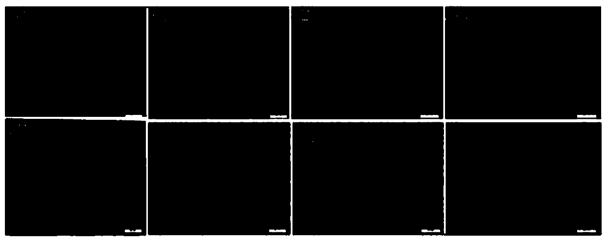 Application of tubeufia rubra in preparation of drugs for reversing tumor multidrug resistance to sensitivity