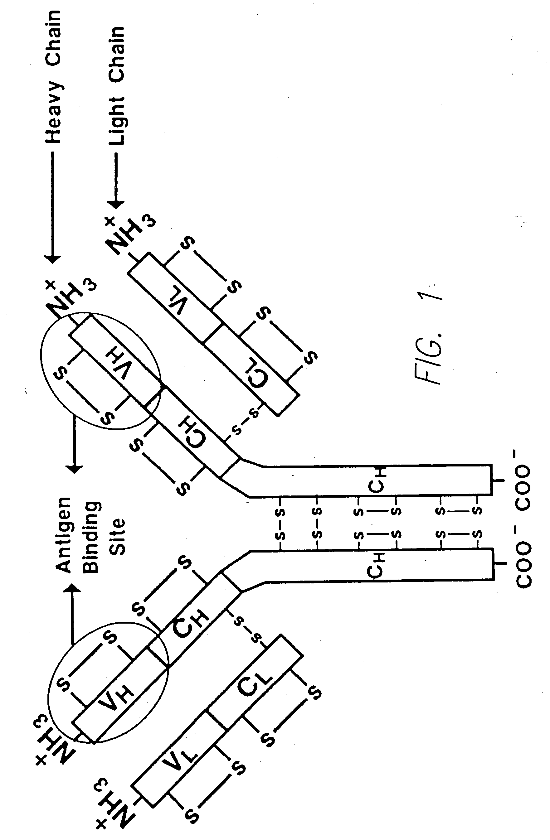 Method for tapping the immunological repertoire