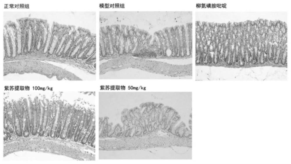 Application of folium perillae extracts in preparation of medicine for treating and/or preventing inflammatory bowel disease
