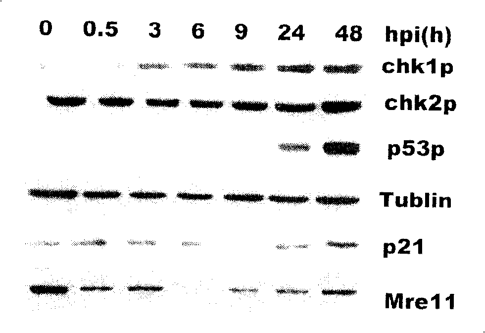 Usage of caffeine and its analogue in resistance of hepatitis B replication and use thereof in preparation of medicament for treating viral hepatitis