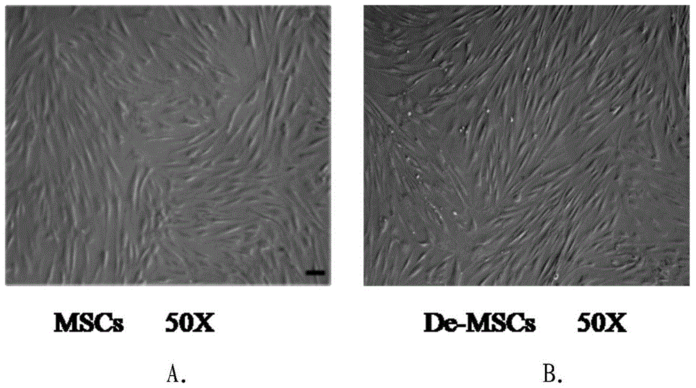 A method for culturing bone marrow dedifferentiated mesenchymal stem cells