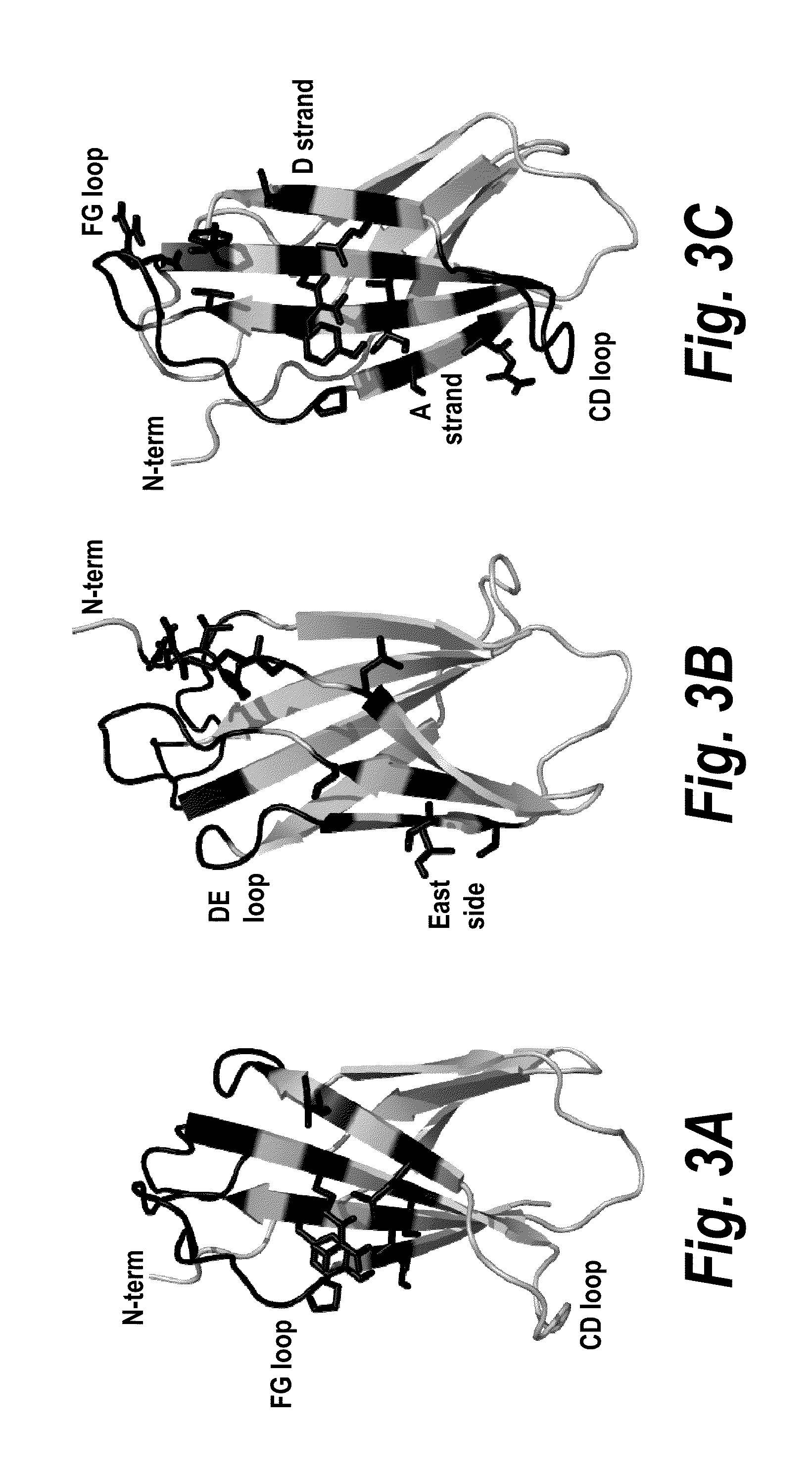Fibronectin Binding Domains with Reduced Immunogenicity