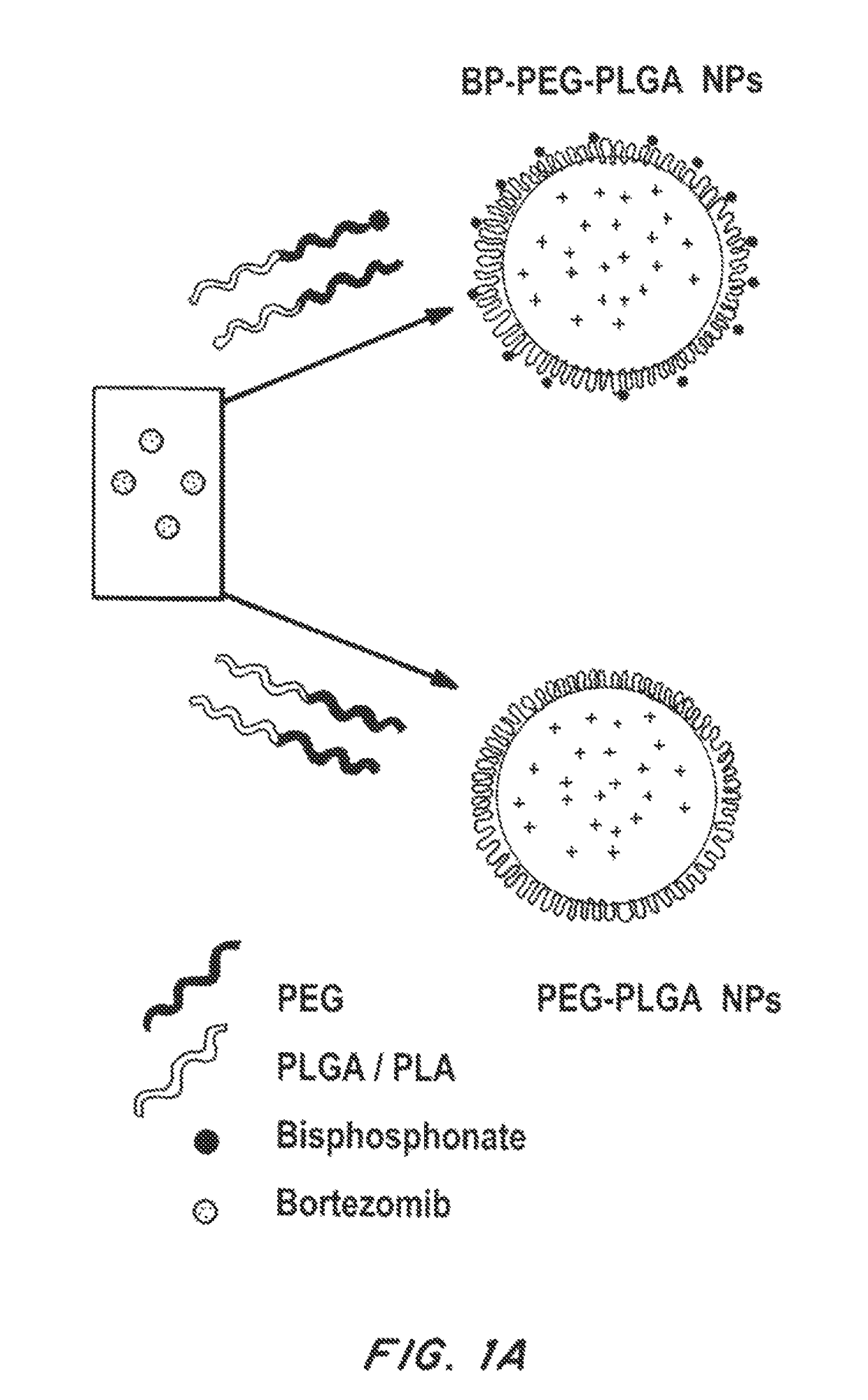 Bone and metal targeted polymeric nanoparticles
