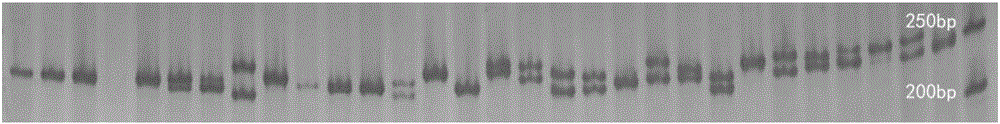 Primers and screening method of crassostrea hongkongensis triplet-base repetition microsatellite markers