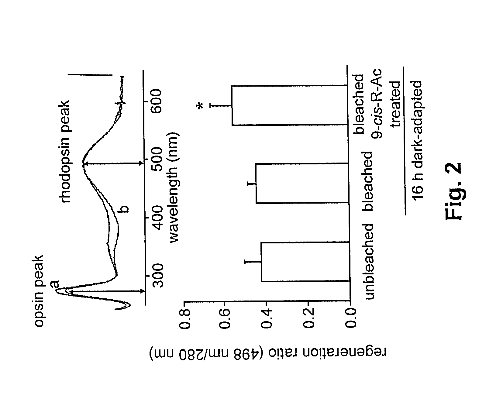 Methods for the treatment and prevention of age-related retinal dysfunction