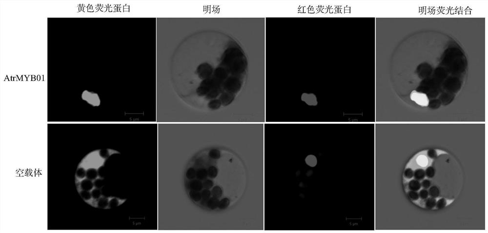 Method for preparing amaranthus protoplast and application of amaranthus protoplast