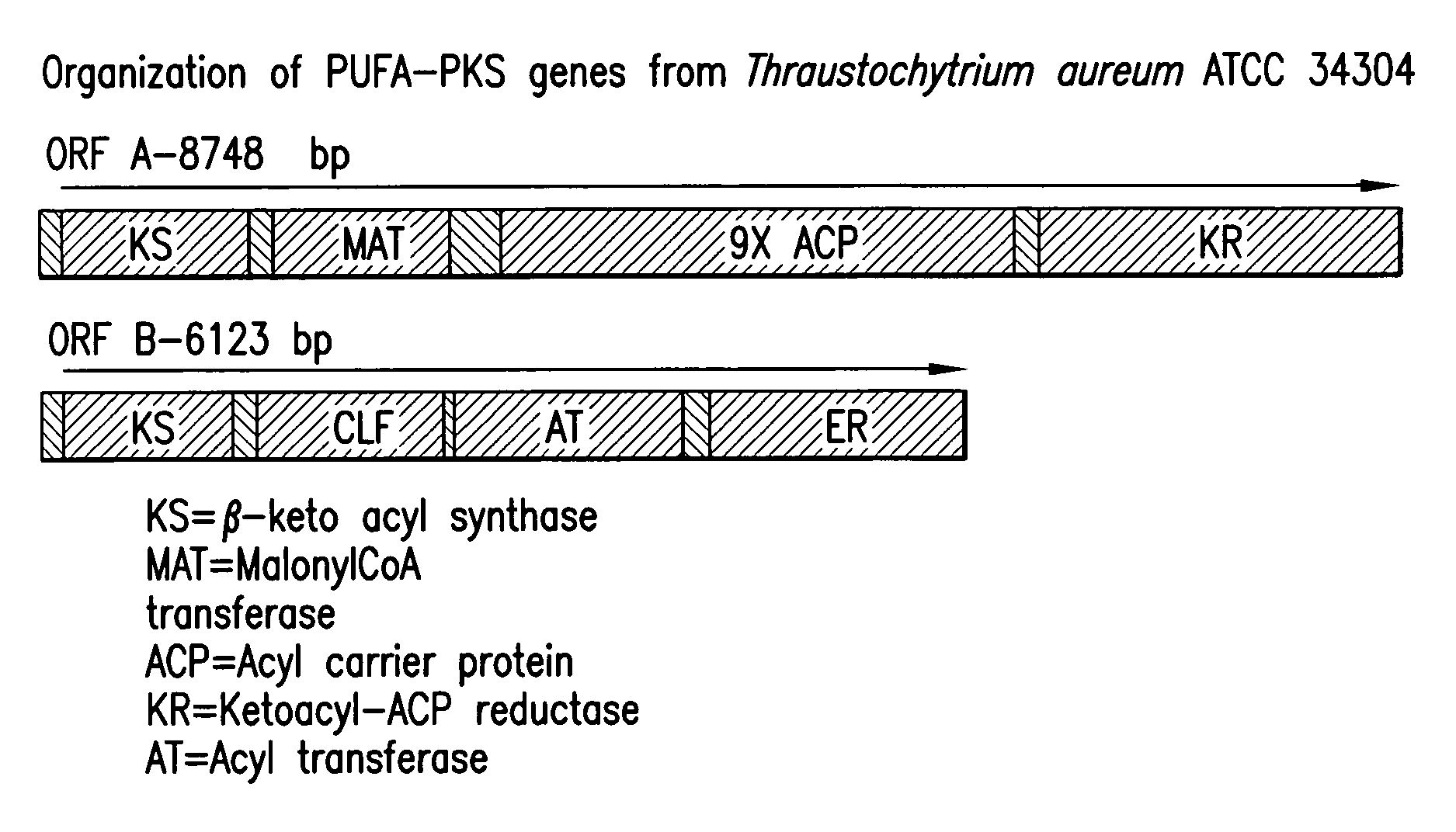 Genes involved in polyketide synthase pathways and uses thereof