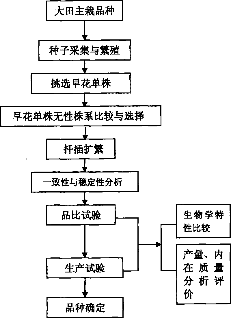 Method for breeding premature flowering breed of white chrysanthemum for medical purpose