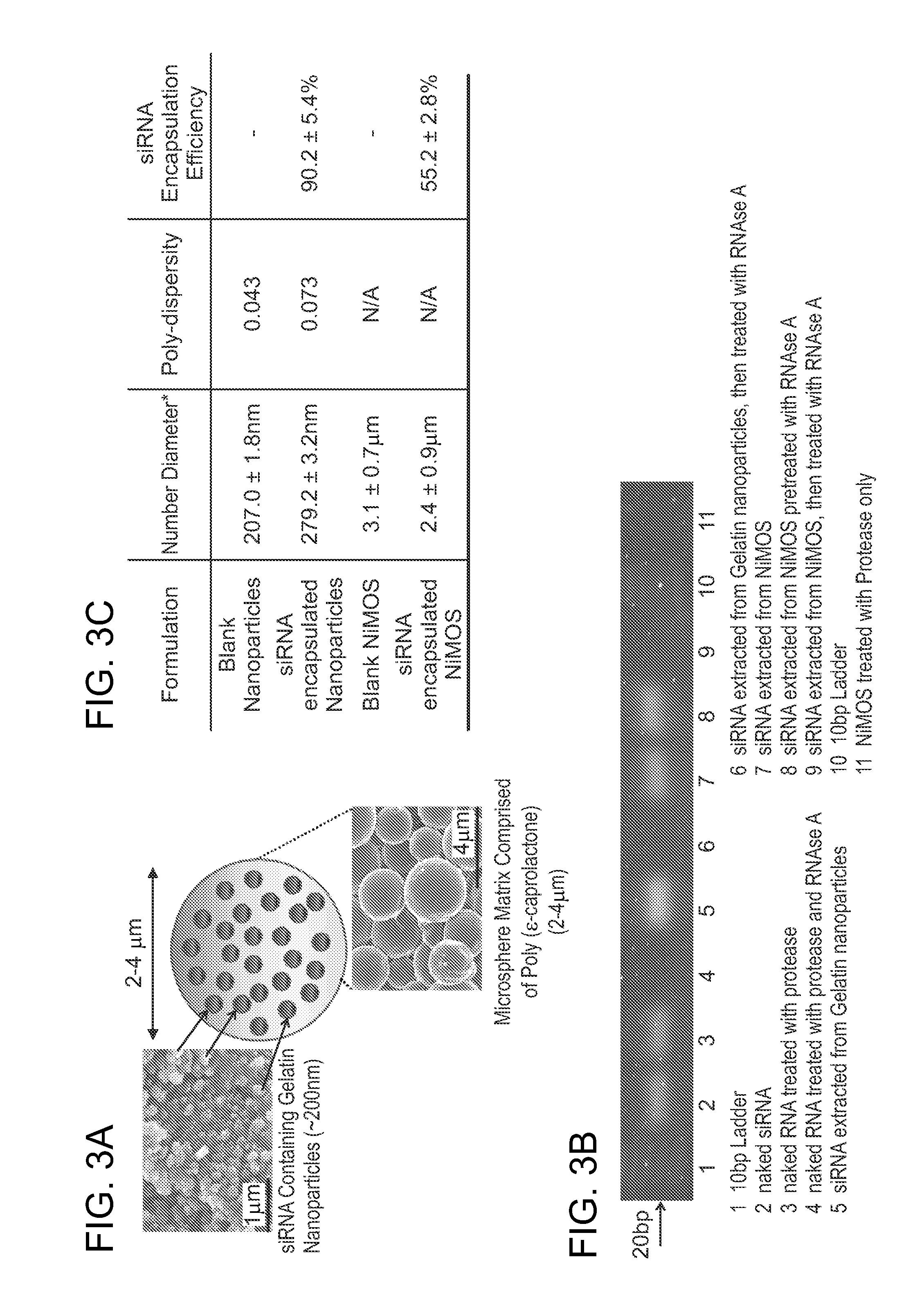 Multi-compartmental macrophage delivery