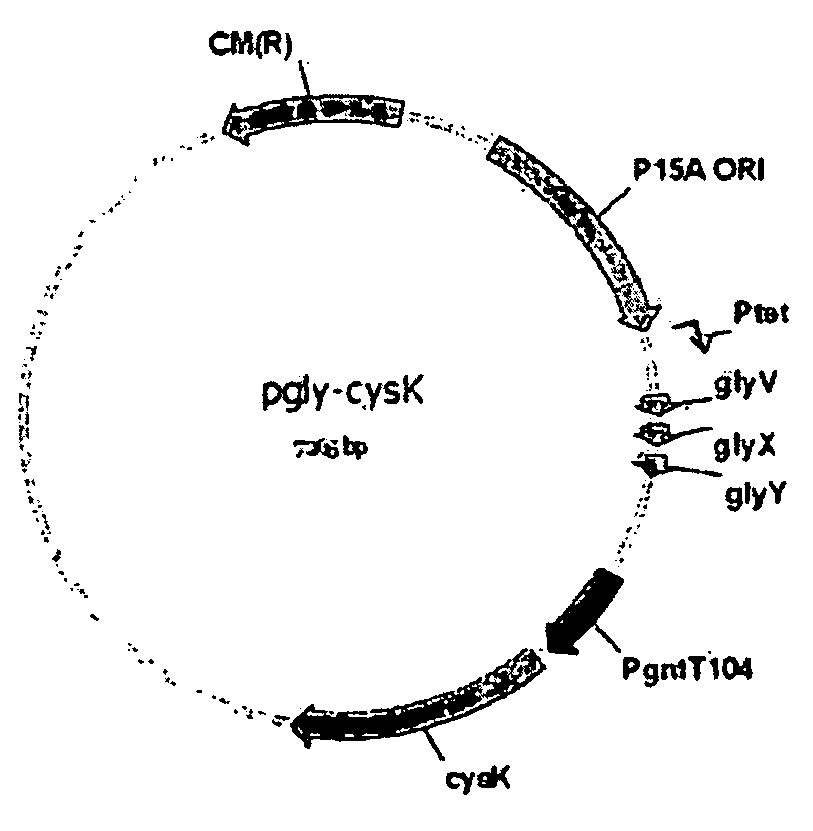 Process For Preparing Serine-Rich Protein Employing Cysteine Synthase (CYSK) Gene