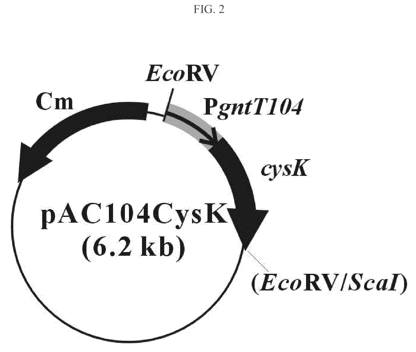 Process For Preparing Serine-Rich Protein Employing Cysteine Synthase (CYSK) Gene