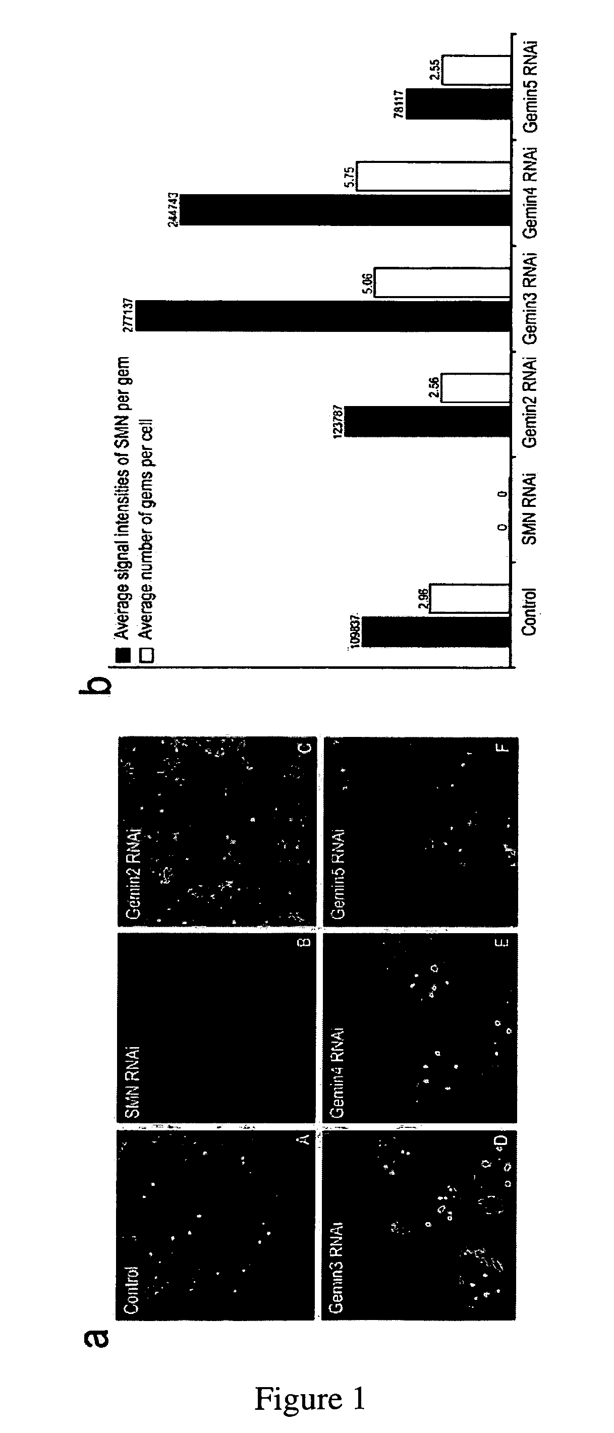 Method for testing or screening protein synthesis inhibitors