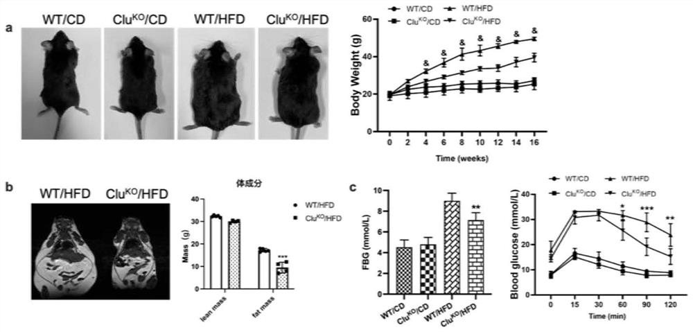 Protein clusterin related to obesity-related diseases and application of protein clusterin