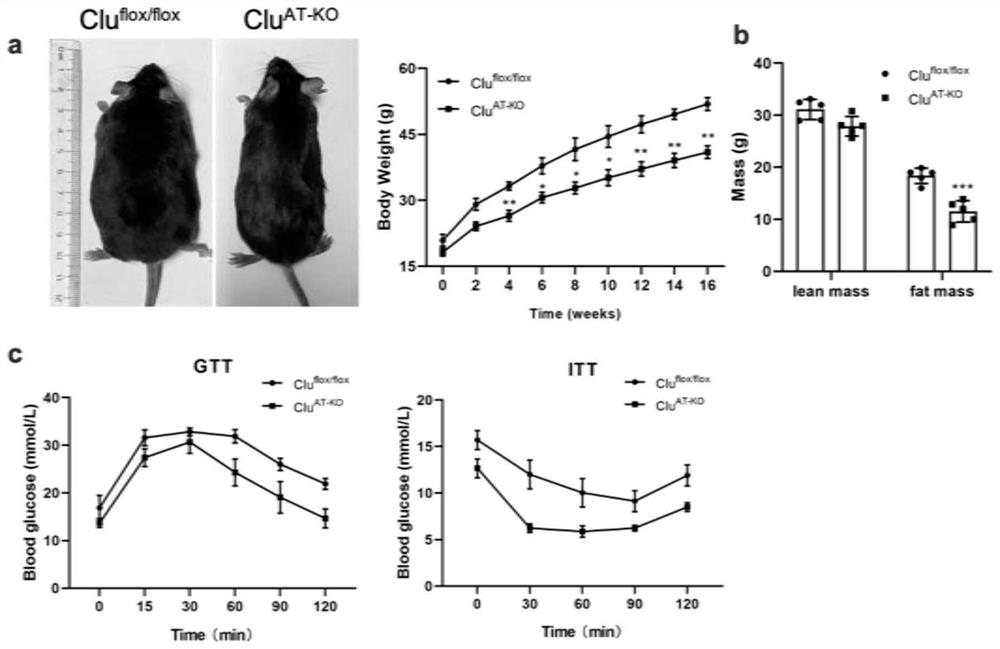 Protein clusterin related to obesity-related diseases and application of protein clusterin