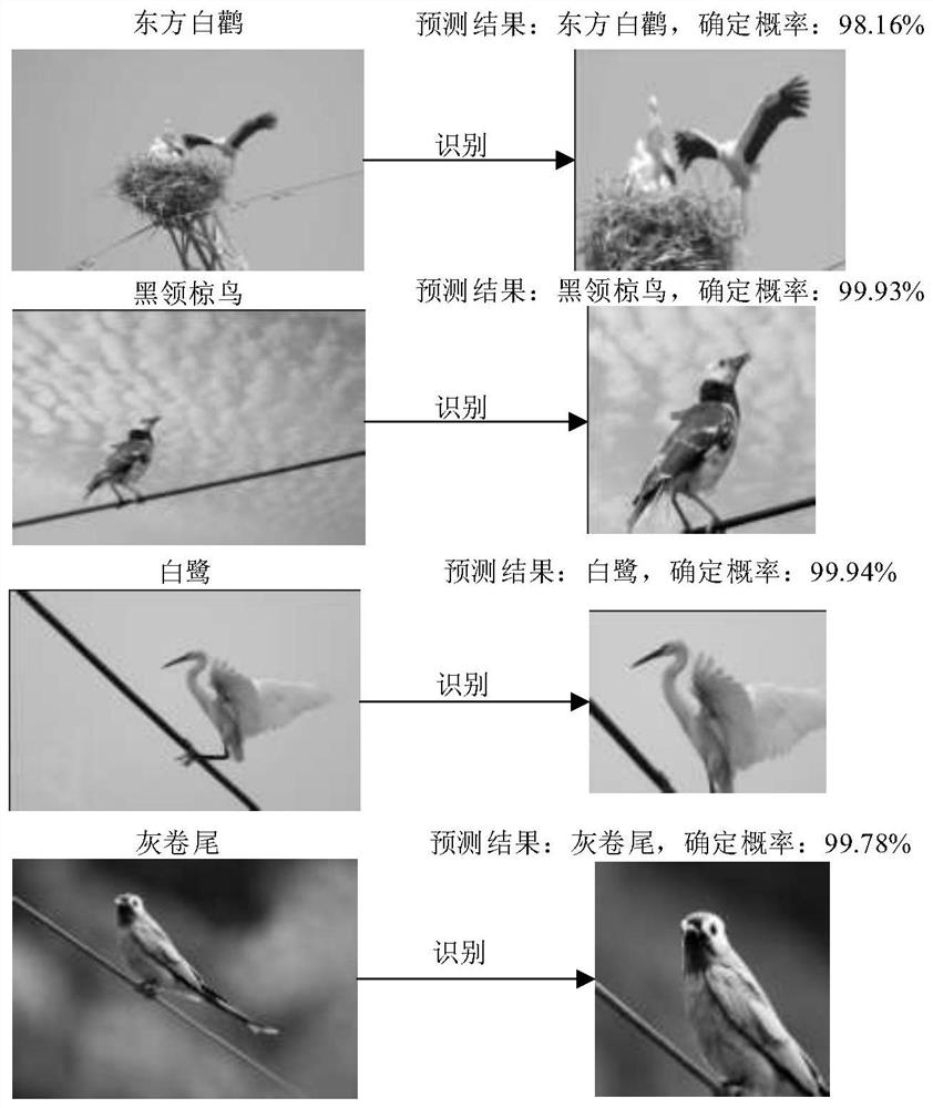 Image recognition method for bird species related to bird-related fault of power transmission line