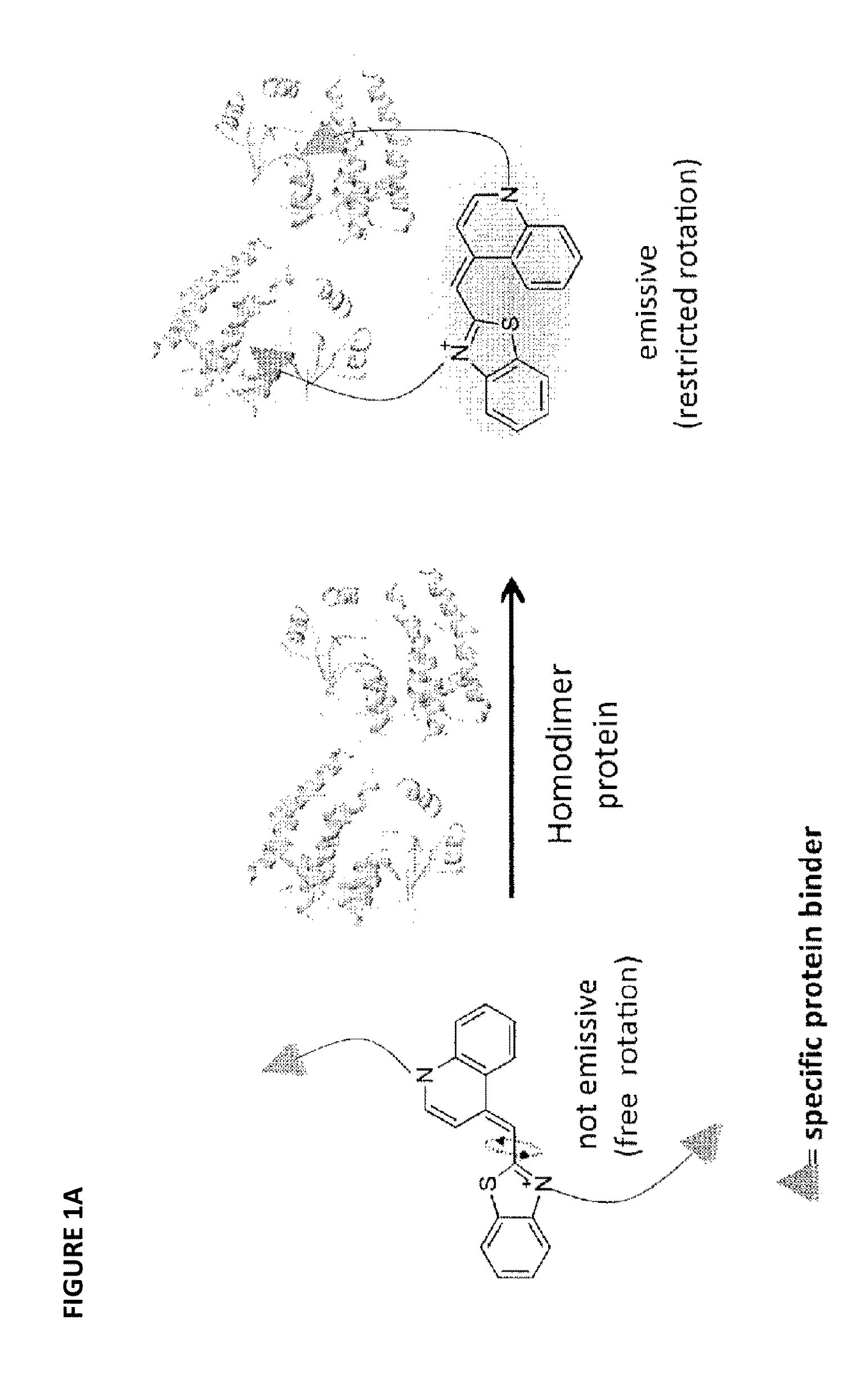 Molecular sensor and methods of use thereof