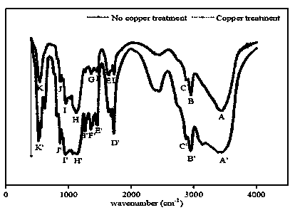 Method for removing copper in wastewater by using sodium alginate immobilized cellulomonas