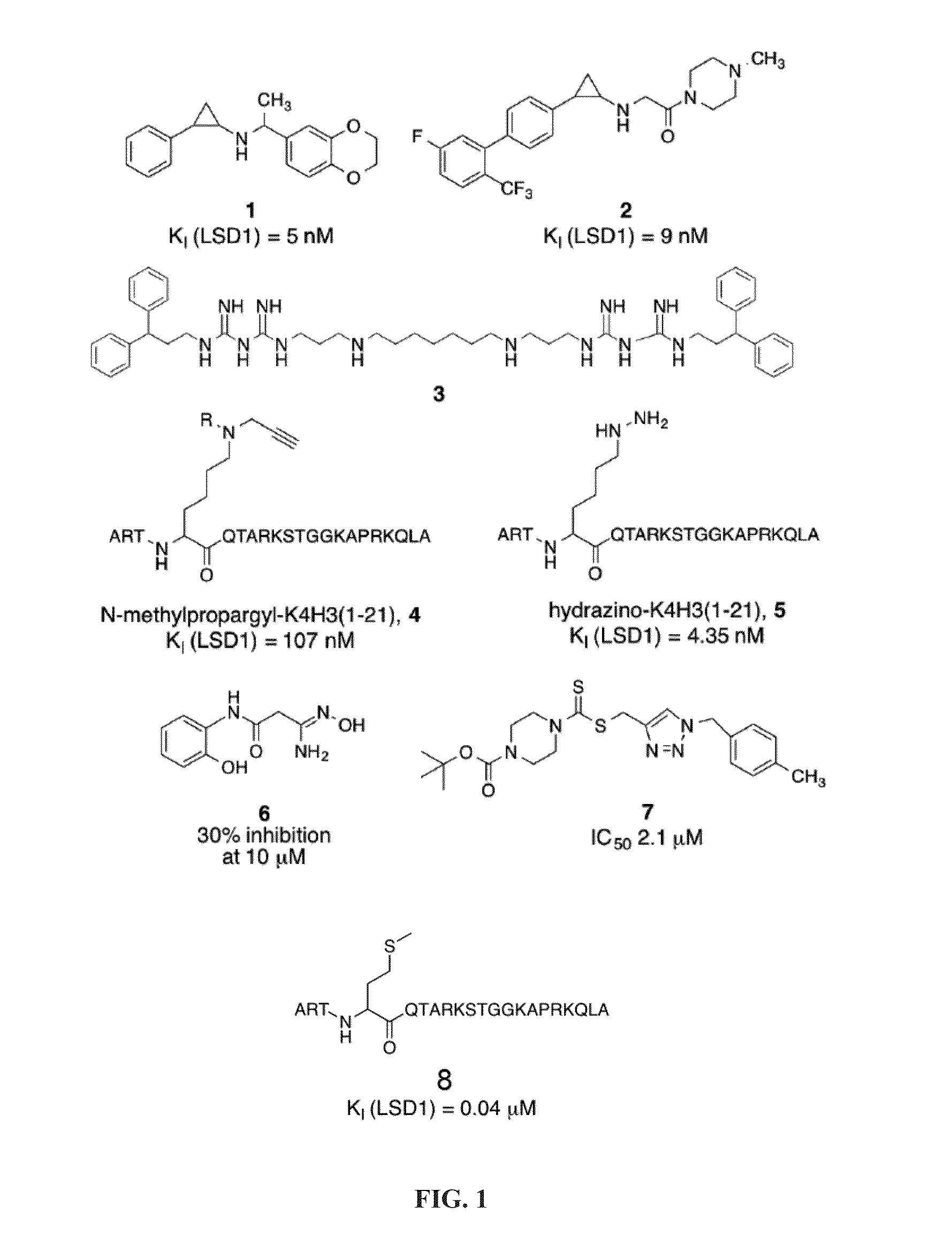 Cyclic peptide inhibitors of lysine-specific demethylase 1
