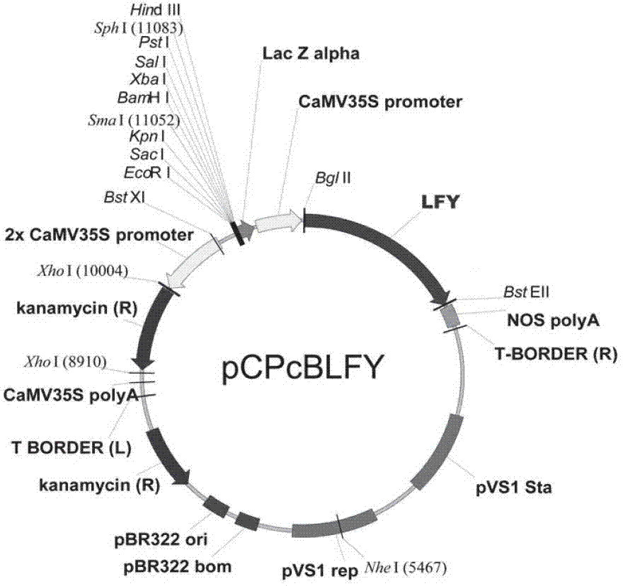 Cloning and application of PcBLFY (Pistacia chinensis Bunge blooming gene)