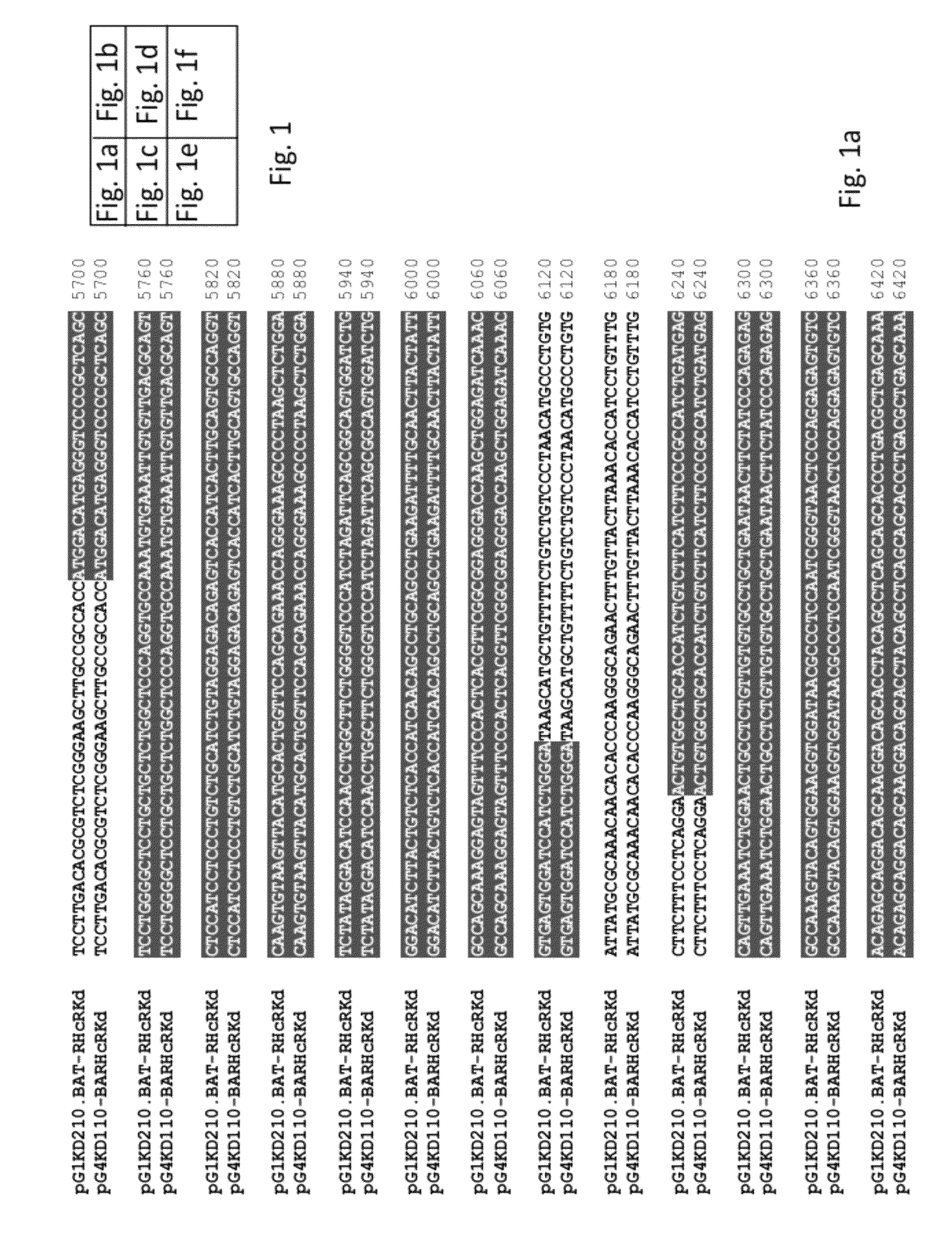 System and method for production of antibodies in plant cell culture