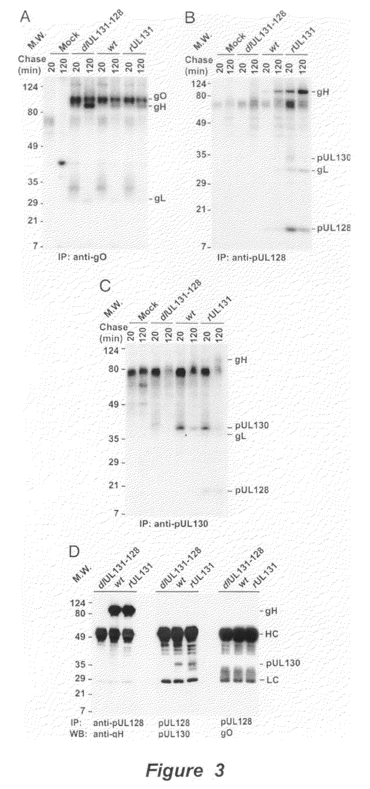 Cytomegalovirus surface protein complex for use in vaccines and as a drug target