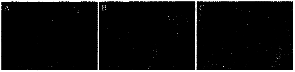 Graphene oxide film/poly-4-vinyl pyridine/porous three-dimensional flower-shaped micron silver composite material preparation method