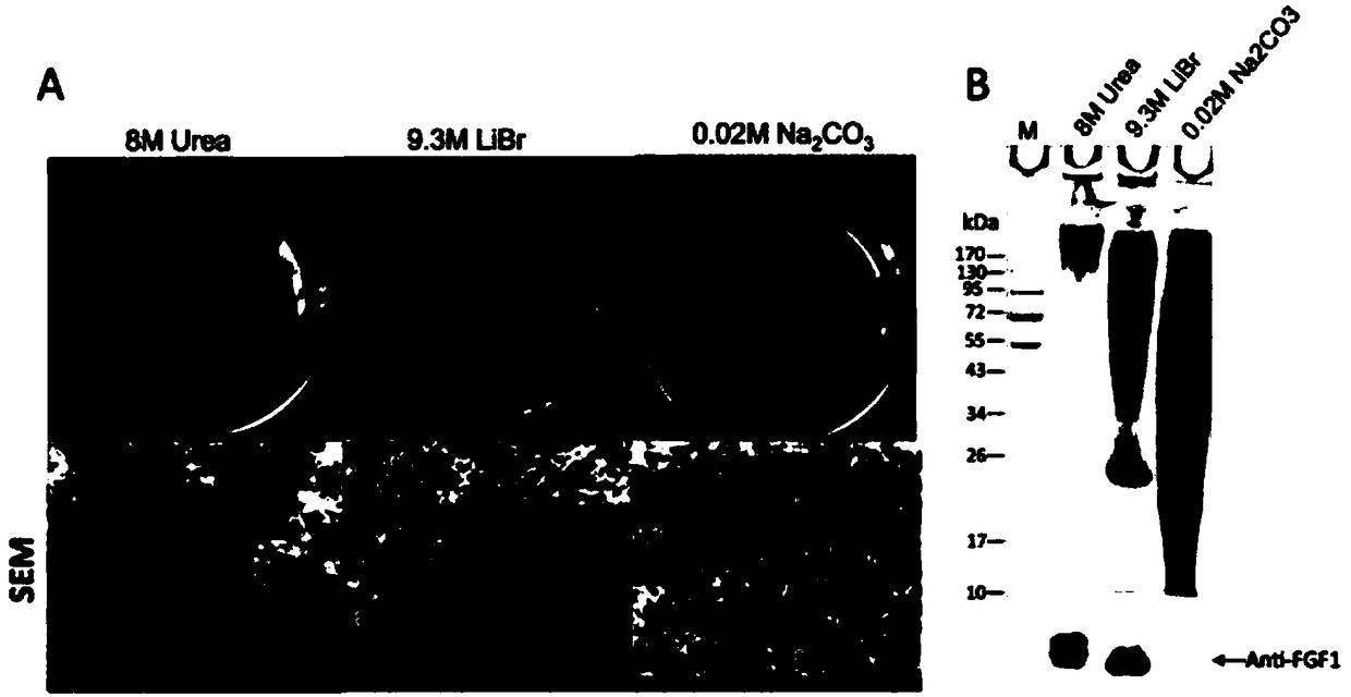 Preparation method of FGF1 sericin protein gel with activity for promoting cell proliferation and product thereof
