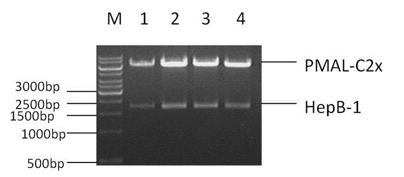 Heparinase II deletion mutant coding gene and protein thereof