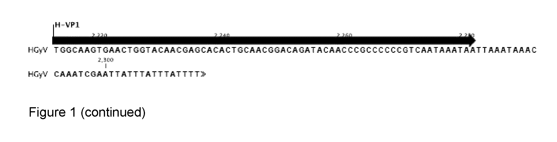 Identification of a human gyrovirus and applications