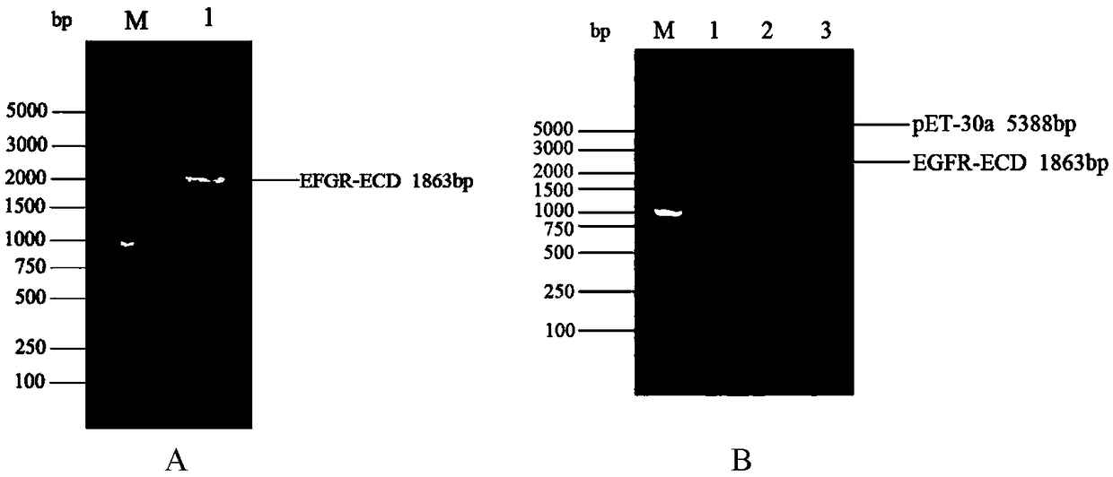 Polypeptide capable of specifically binding EGFR for inhibiting EGF-promoting tumor cell proliferation