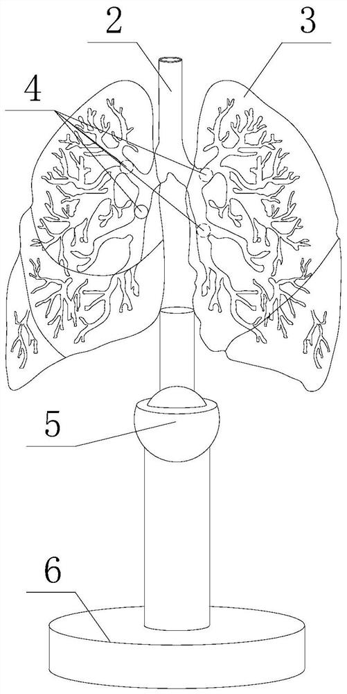 Bronchial body position drainage method