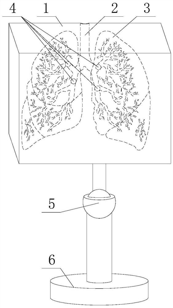 Bronchial body position drainage method