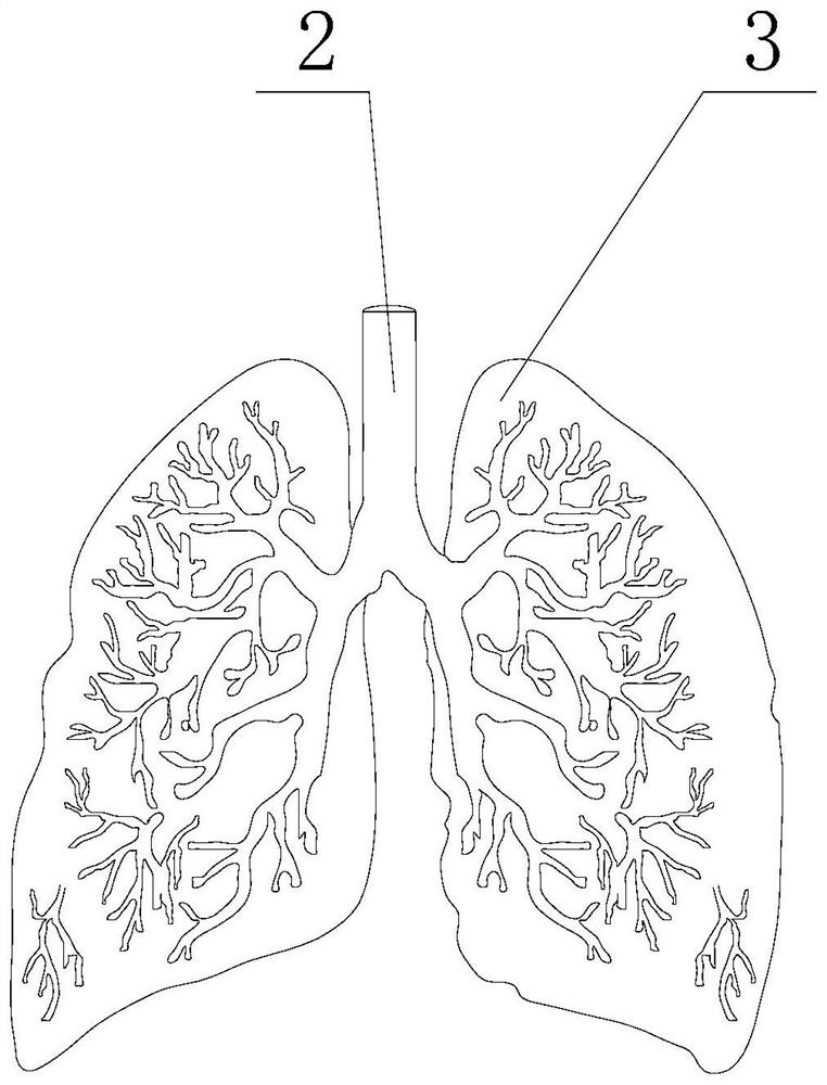 Bronchial body position drainage method