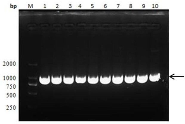H3N2 Canine Influenza Virus Shuttle Intracellular Antibody tat-4f