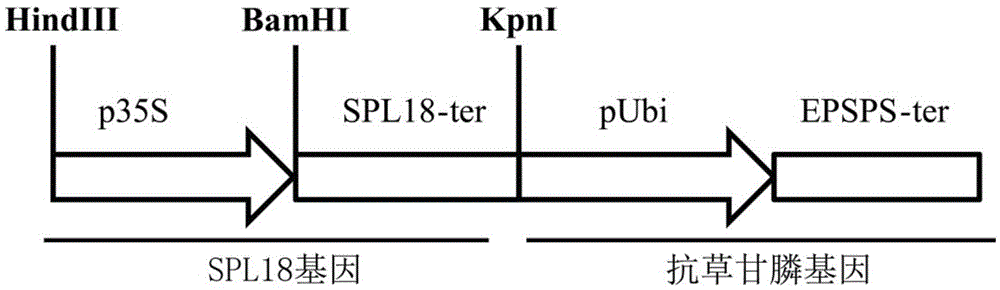 Application of SPL18 gene in enhancing plant yield