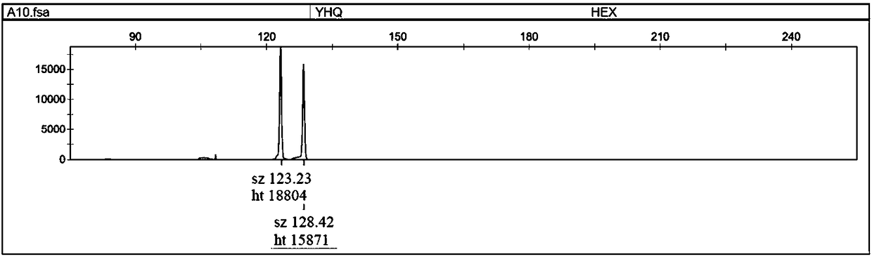 Alligator sinensis microsatellite polymorphic site and identification method and specific primer sequence thereof