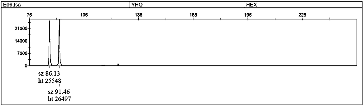 Alligator sinensis microsatellite polymorphic site and identification method and specific primer sequence thereof