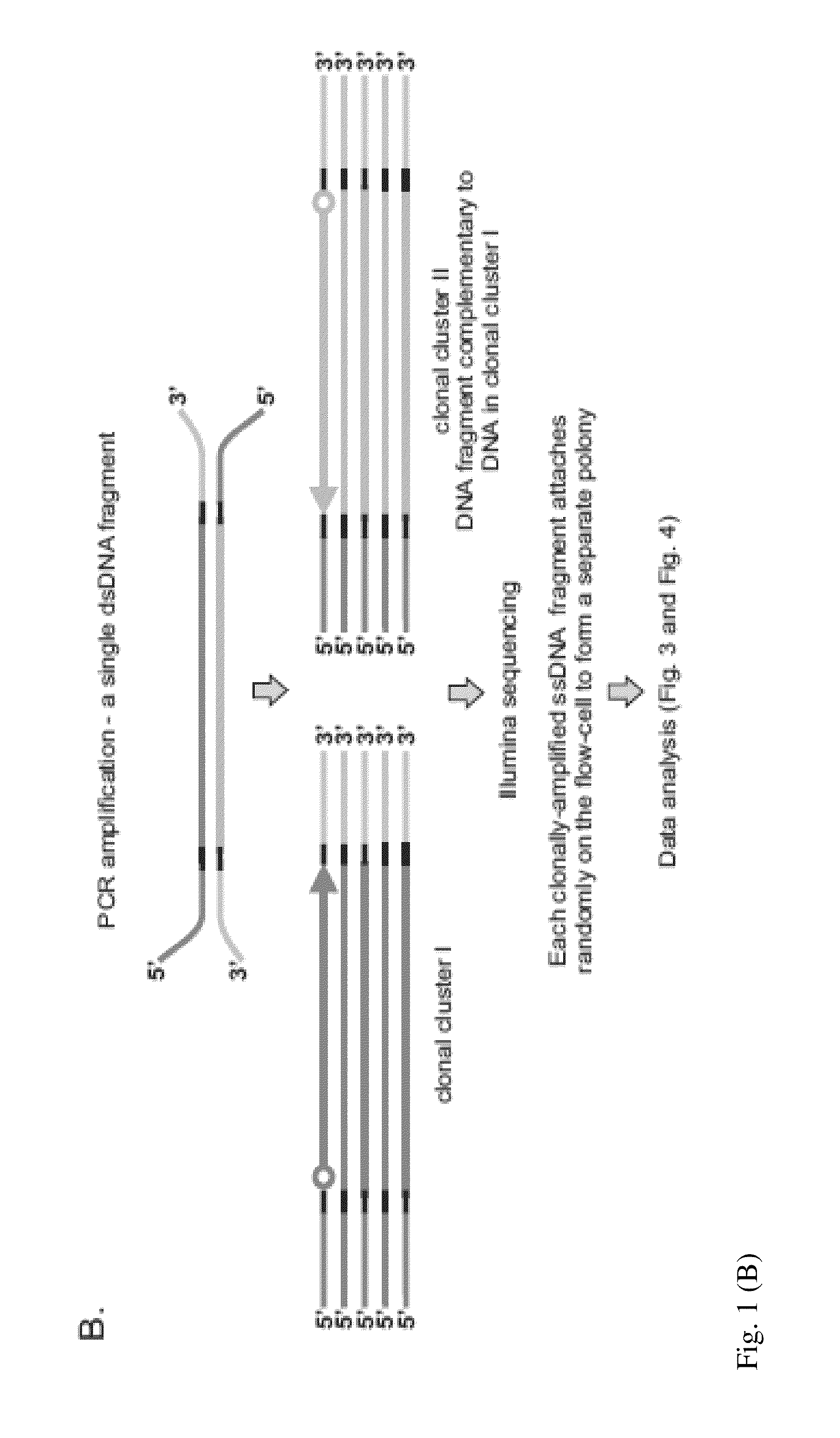 Method for Accurate Sequencing of DNA