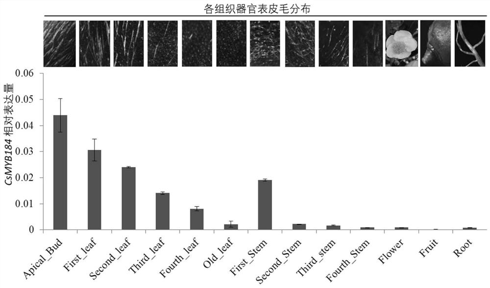 A gene for regulating the formation of tea leaves and its application