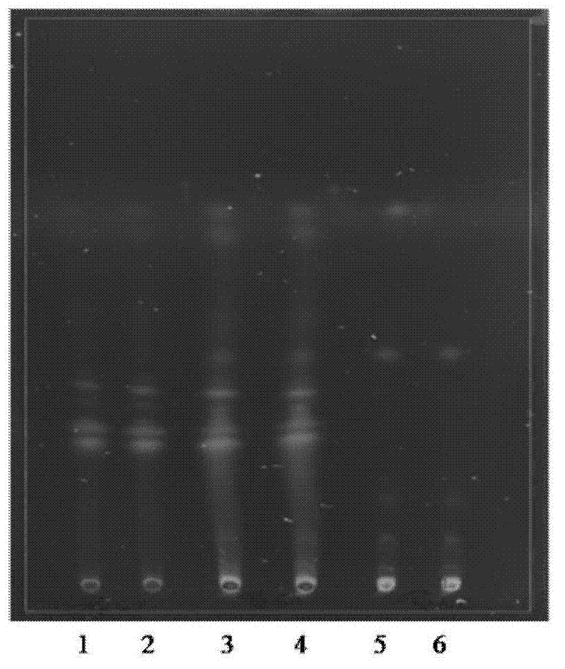 Thin-layer chromatography detection method for pharmaceutical composition