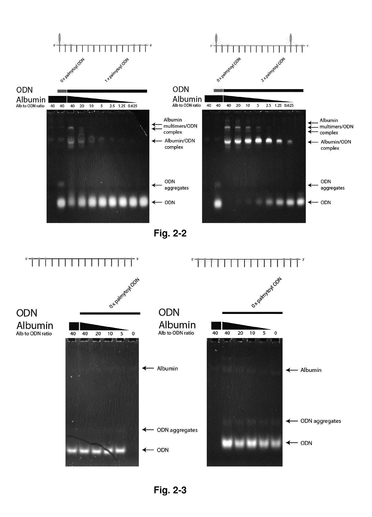 Acyl-amino-lna and/or hydrocarbyl-amino-lna oligonucleotides